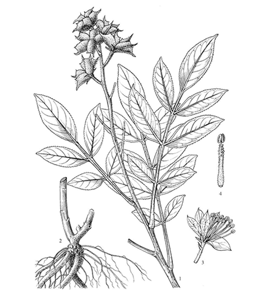 Natural compounds from  Dictamnus dasycarpus